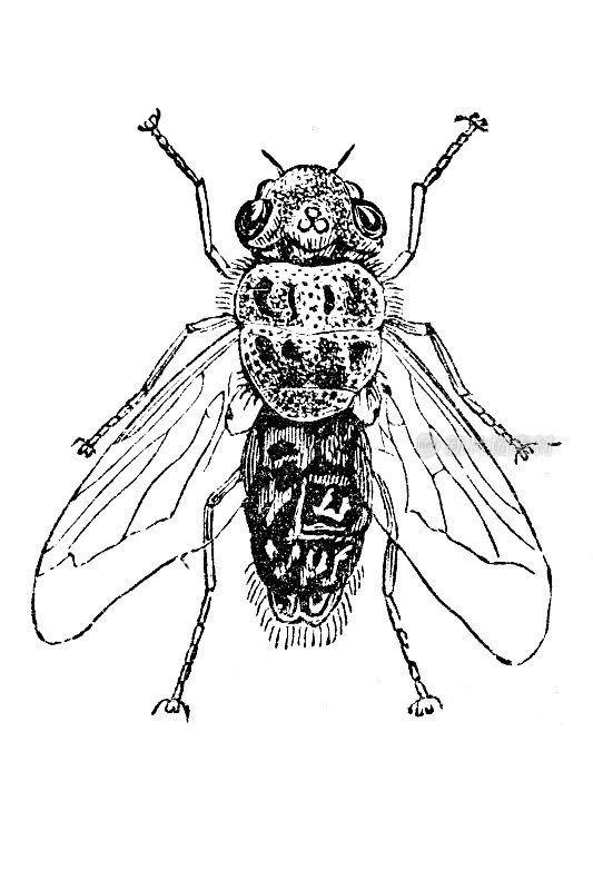 羊蝇(Oestrus ovis)是一种分布广泛的羊蝇属蝇类